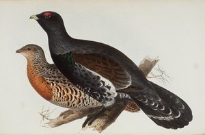 Gallo de los bosques de Edward Lear